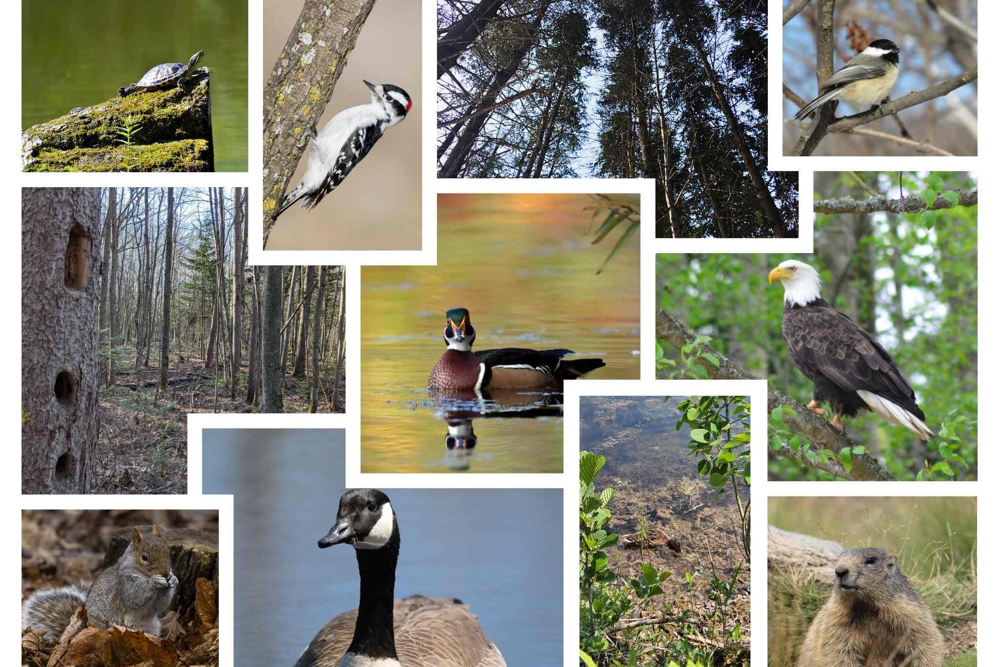 faune et flore collage photo des animaux et faune